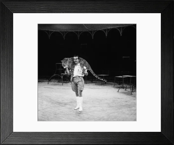 Framed Print : Big cat act at Bertram Mills Circus. 19th December 1958 Framed Print : Big cat act at Bertram Mills Circus. 19th December 1958