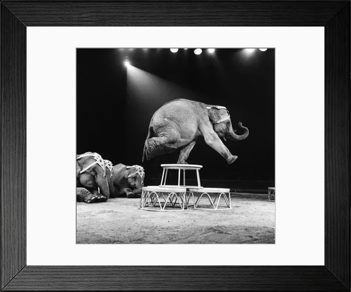 Framed Print : An elephant act at a Bertram Mills Circus performance. 19th December 1958 Framed Print : An elephant act at a Bertram Mills Circus performance. 19th December 1958