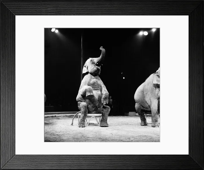 Framed Print : An elephant act at a Bertram Mills Circus performance. 19th December 1958 Framed Print : An elephant act at a Bertram Mills Circus performance. 19th December 1958