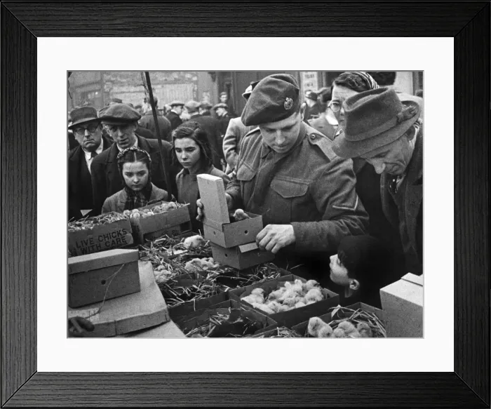 Framed Print : East London Small holders restocking sale. 18th February 1945 East London Framed Print : East London Small holders restocking sale. 18th February 1945 East London