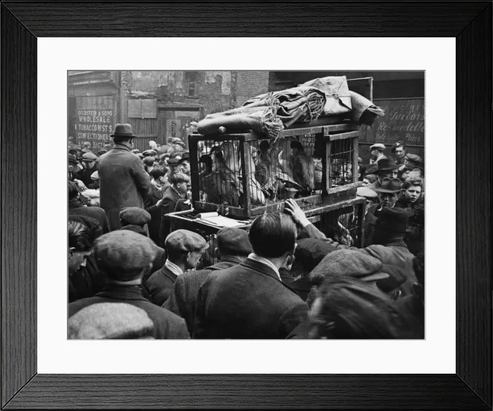 Framed Print : East London Small holders restocking sale. 18th February 1945 East London Framed Print : East London Small holders restocking sale. 18th February 1945 East London