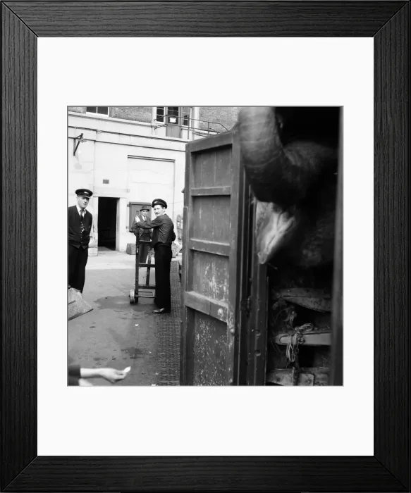 Framed Print : Billy Smarts Circus animals leaving Victoria, london. 18th September 1955
