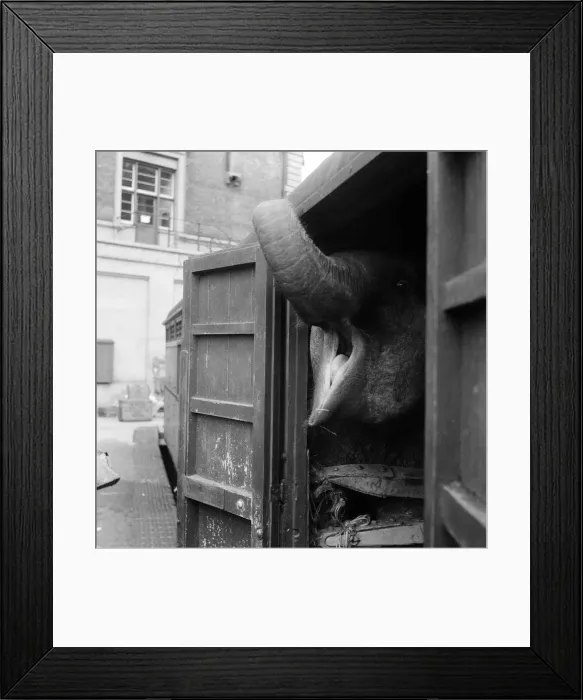 Framed Print : Billy Smarts Circus animals leaving Victoria, london. 18th September 1955 Framed Print : Billy Smarts Circus animals leaving Victoria, london. 18th September 1955