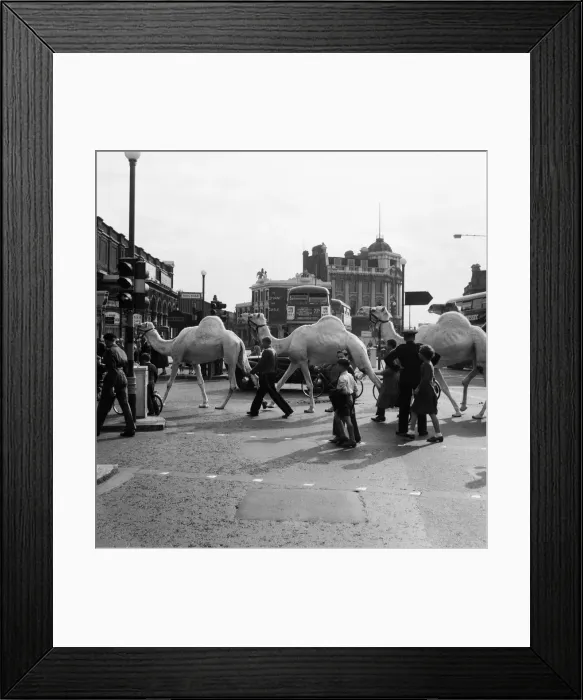 Framed Print : Billy Smarts Circus animals leaving Victoria, london. 18th September 1955 Framed Print : Billy Smarts Circus animals leaving Victoria, london. 18th September 1955