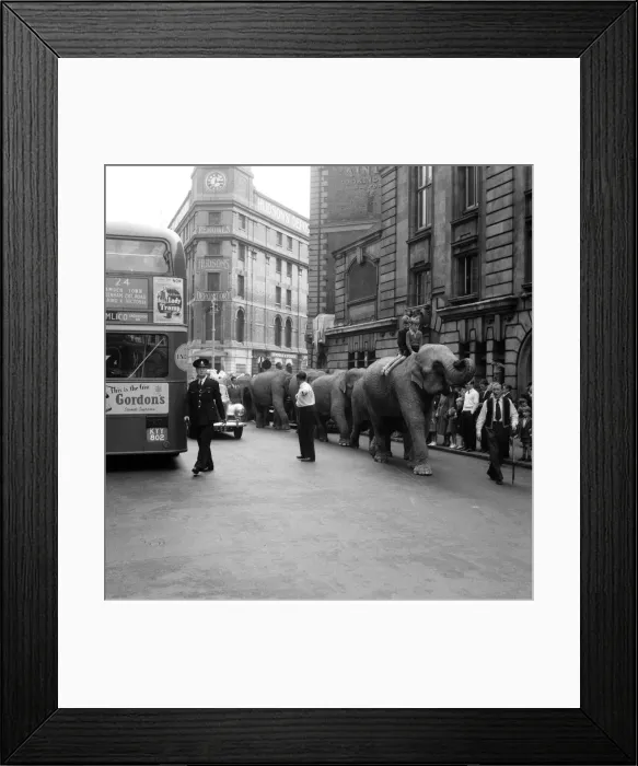Framed Print : Billy Smarts Circus animals leaving Victoria, london. 18th September 1955 Framed Print : Billy Smarts Circus animals leaving Victoria, london. 18th September 1955