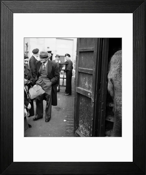 Framed Print : Billy Smarts Circus animals leaving Victoria, london. 18th September 1955 Framed Print : Billy Smarts Circus animals leaving Victoria, london. 18th September 1955