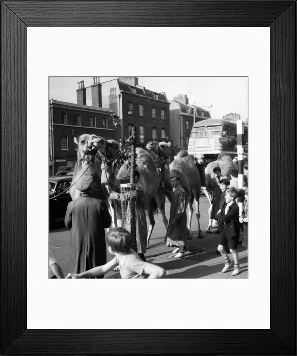 Framed Print : Billy Smarts Circus animals leaving Victoria, london. 18th September 1955 Framed Print : Billy Smarts Circus animals leaving Victoria, london. 18th September 1955