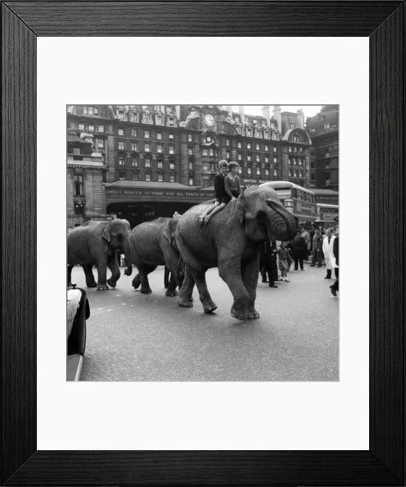 Framed Print : Billy Smarts Circus animals leaving Victoria, london. 18th September 1955