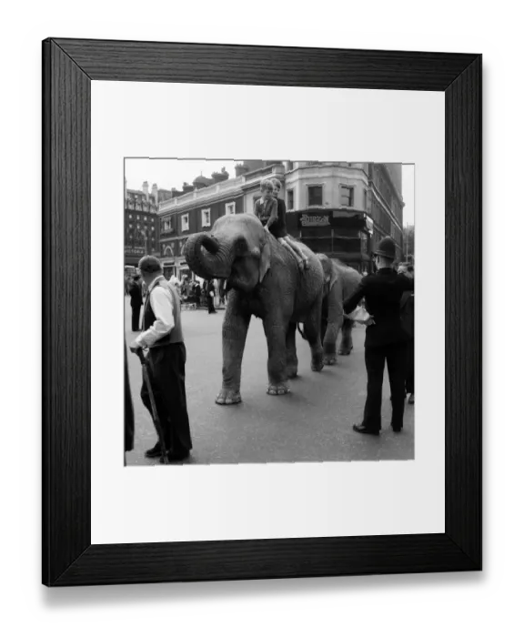 Framed Print : Billy Smarts Circus animals leaving Victoria, london. 18th September 1955 Framed Print : Billy Smarts Circus animals leaving Victoria, london. 18th September 1955