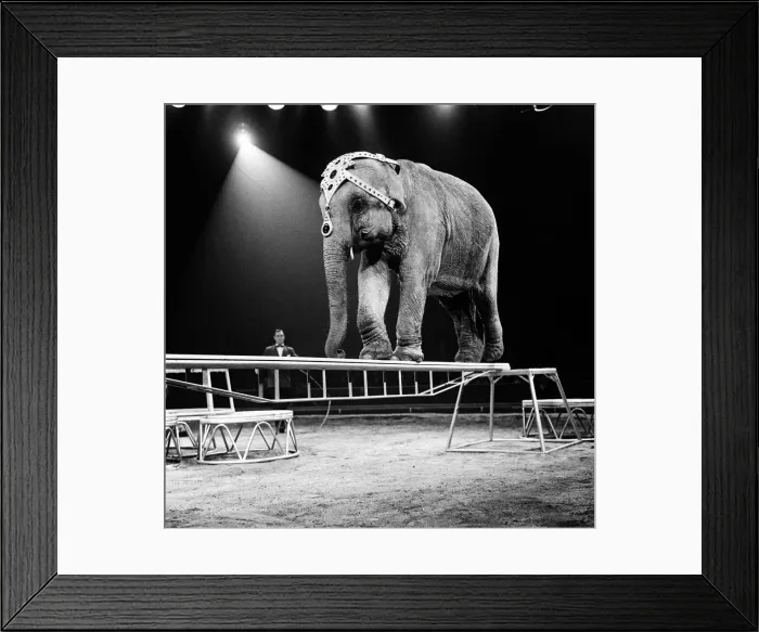Framed Print : An elephant act at a Bertram Mills Circus performance. 19th December 1958 Framed Print : An elephant act at a Bertram Mills Circus performance. 19th December 1958