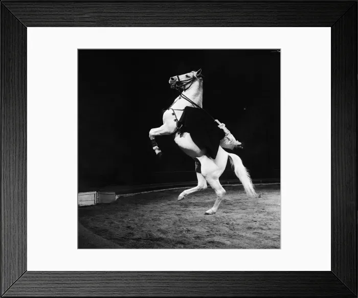 Framed Print : A horse act at Bertram Mills Circus. 19th December 1958