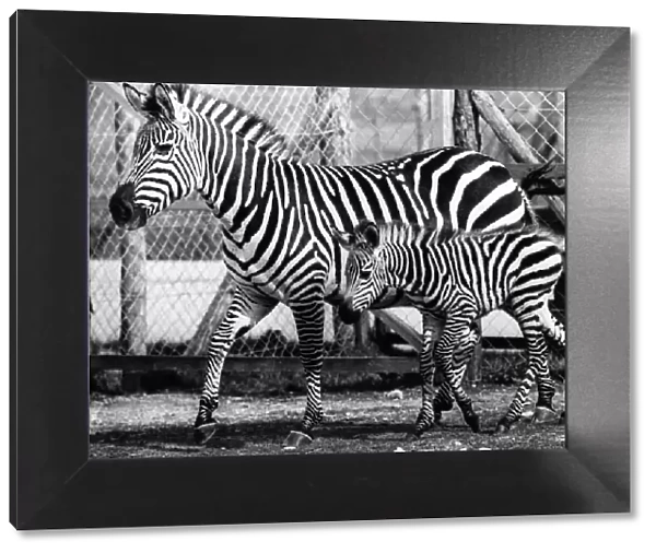 Animals: Baby With A Big Secret.... Born - to Zebra George