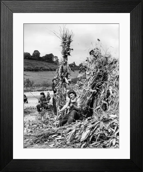 Framed Print : The warm climate of West Cornwall, with its coast near the Gulf Streams influence