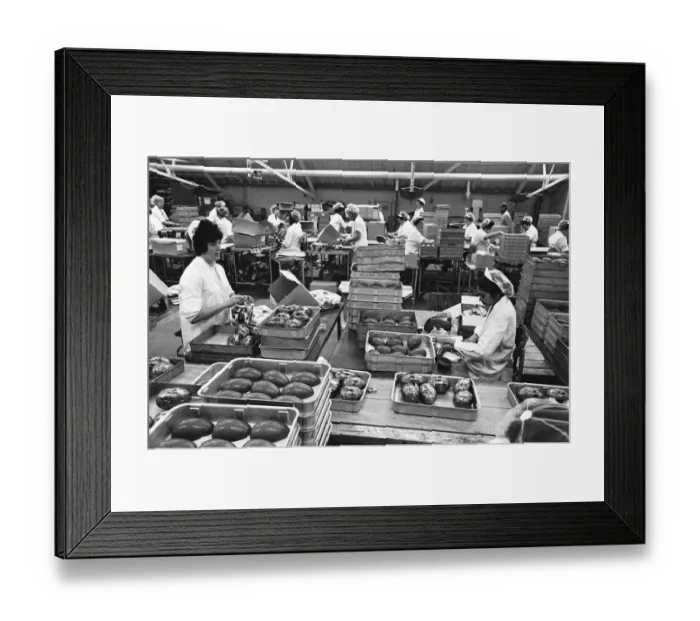 Framed Print : Packing on the Easter Egg production line at Cadburys Chocolate Bournville factory Framed Print : Packing on the Easter Egg production line at Cadburys Chocolate Bournville factory