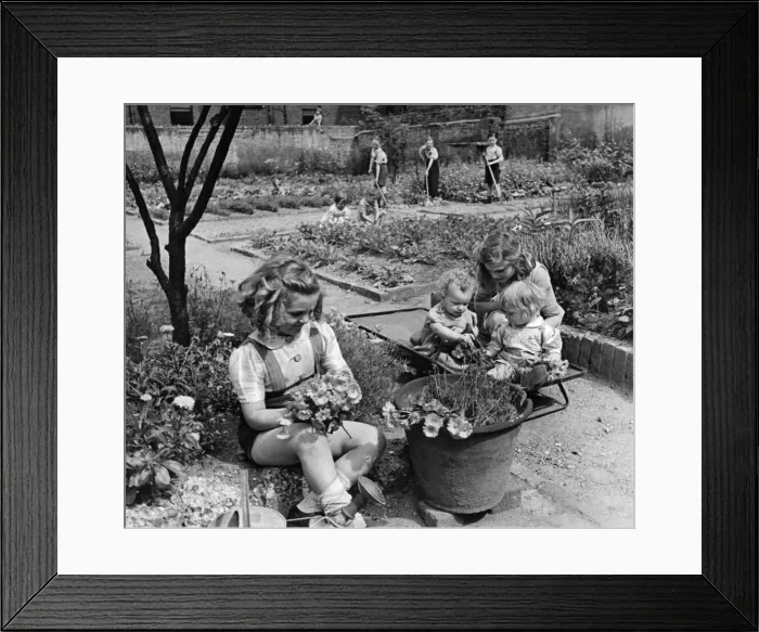 Framed Print : Twelve children are looking after the sixty plots at the only remaining garden of Framed Print : Twelve children are looking after the sixty plots at the only remaining garden of