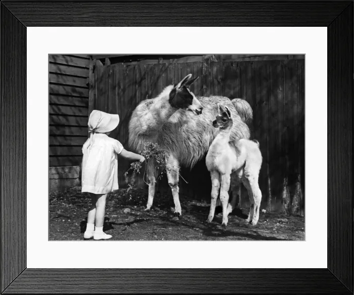 Framed Print : A young girl seen here trying to feed Llama s. 28th March 1944