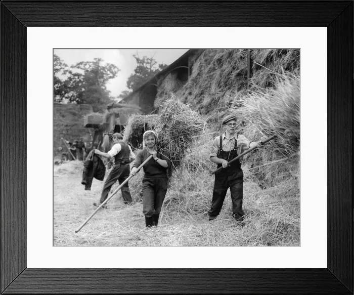 Framed Print : Farming: Haymaking. October 1953 P003531 Framed Print : Farming: Haymaking. October 1953 P003531