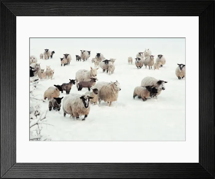 Framed Print : Snow Scenes, Teesside, 22nd February 1994 Framed Print : Snow Scenes, Teesside, 22nd February 1994