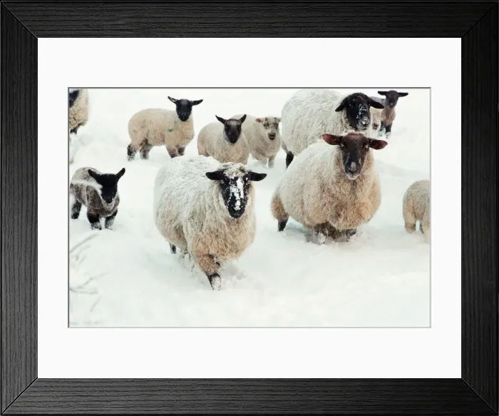 Framed Print : Snow Scenes, Teesside, 22nd February 1994 Framed Print : Snow Scenes, Teesside, 22nd February 1994