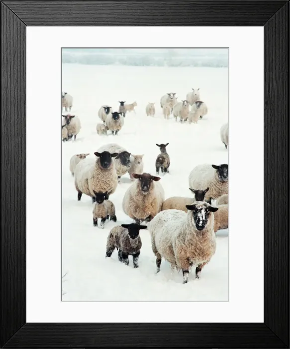 Framed Print : Snow Scenes, Teesside, 22nd February 1994 Framed Print : Snow Scenes, Teesside, 22nd February 1994