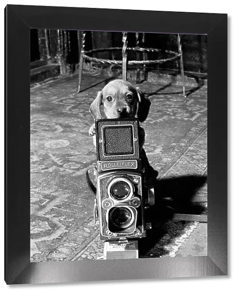 Smile Please, Dachshund puppies seen here with camera. January 1965