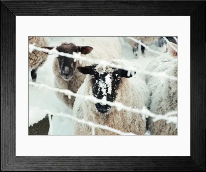Framed Print : Snow Scenes, Teesside, 22nd February 1994 Framed Print : Snow Scenes, Teesside, 22nd February 1994
