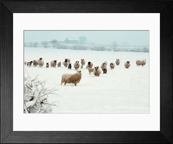 Framed Print : Snow Scenes, Teesside, 22nd February 1994
