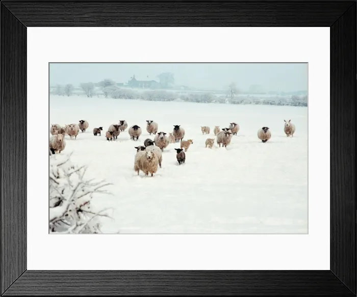 Framed Print : Snow Scenes, Teesside, 22nd February 1994 Framed Print : Snow Scenes, Teesside, 22nd February 1994