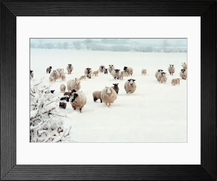 Framed Print : Snow Scenes, Teesside, 22nd February 1994