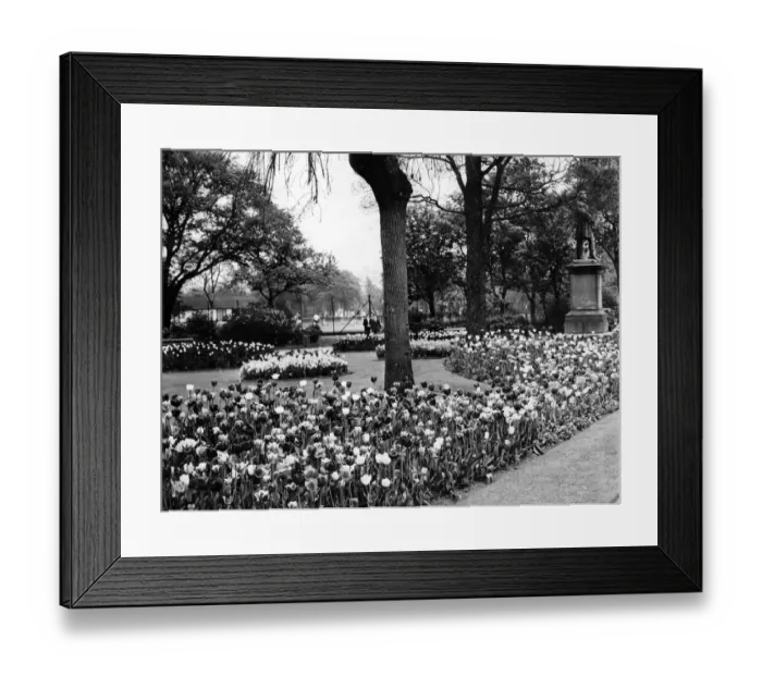 Framed Print : Albert Park, Middlesbrough, North Yorkshire. Circa 1965
