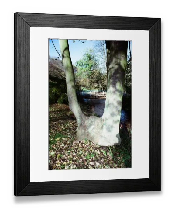 Framed Print : Valley Gardens, Saltburn. 29th October 1990 Framed Print : Valley Gardens, Saltburn. 29th October 1990