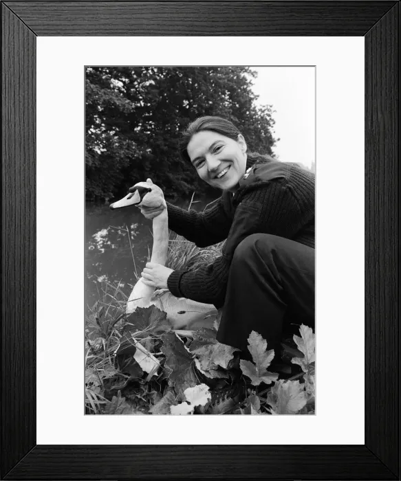 Framed Print : RSPCA Chief Inspector Sue Stafford returns an injured swan back to Chester canal