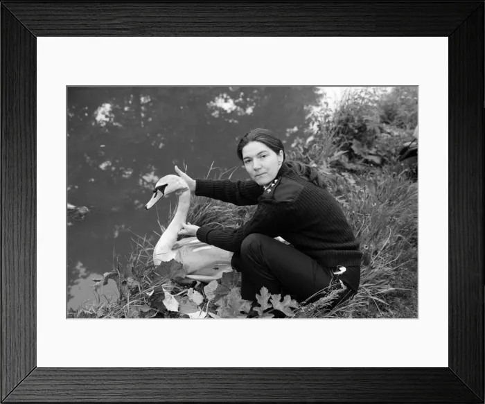 Framed Print : RSPCA Chief Inspector Sue Stafford returns an injured swan back to Chester canal Framed Print : RSPCA Chief Inspector Sue Stafford returns an injured swan back to Chester canal