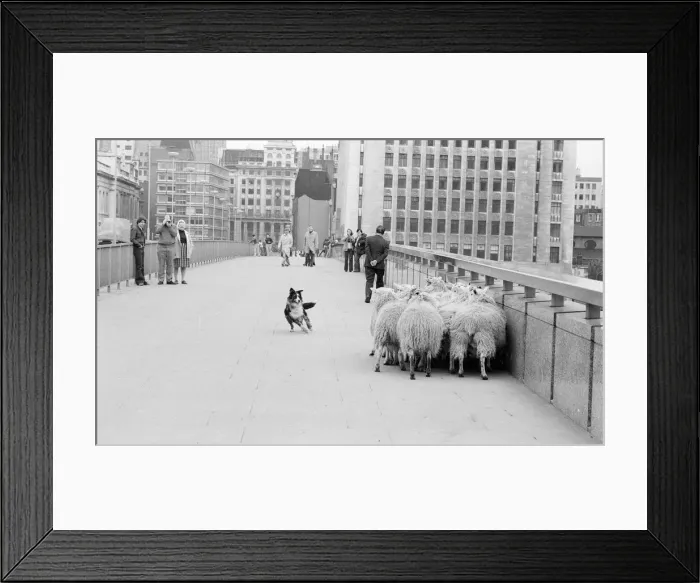 Framed Print : GLC Chairman Harold Mote, was recently granted Freedom of the City of London Framed Print : GLC Chairman Harold Mote, was recently granted Freedom of the City of London