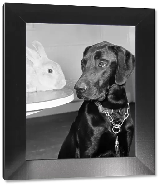 Rocky the Labrador & Ginger the Rabbit, at RSPCA, Willesden, London, 27th April 1979