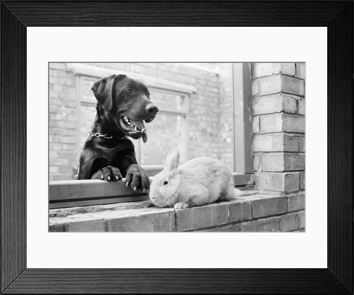 Framed Print : Rocky the Labrador & Ginger the Rabbit, at RSPCA, Willesden, London, 27th April 1979 Framed Print : Rocky the Labrador & Ginger the Rabbit, at RSPCA, Willesden, London, 27th April 1979