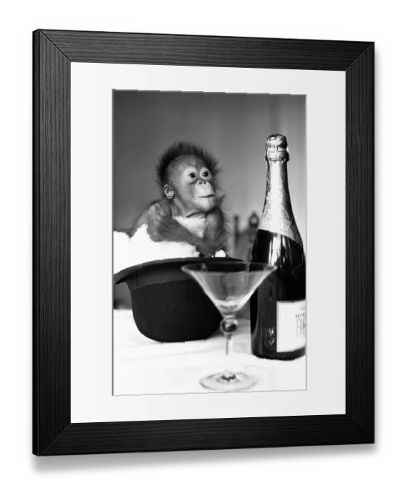 Framed Print : A baby Orangutan at Twycross Zoo beside a bottle of Bollinger Champagne