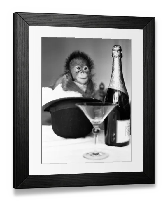 Framed Print : A baby Orangutan at Twycross Zoo beside a bottle of Bollinger Champagne Framed Print : A baby Orangutan at Twycross Zoo beside a bottle of Bollinger Champagne
