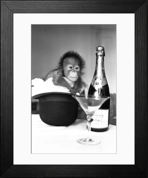 Framed Print : A baby Orangutan at Twycross Zoo beside a bottle of Bollinger Champagne Framed Print : A baby Orangutan at Twycross Zoo beside a bottle of Bollinger Champagne
