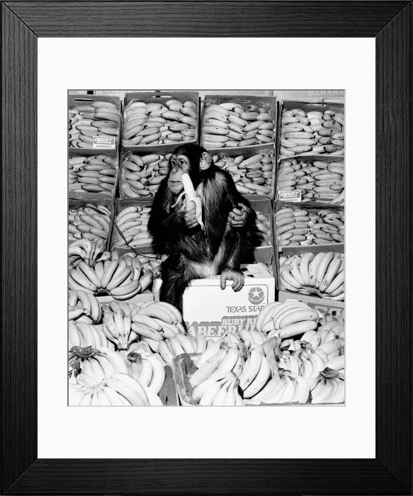 Framed Print : A Chimpanzee in paradise at Twycross Zoo. 20th February 1976 Framed Print : A Chimpanzee in paradise at Twycross Zoo. 20th February 1976