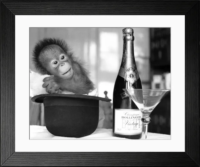 Framed Print : A baby Orangutan at Twycross Zoo beside a bottle of Bollinger Champagne Framed Print : A baby Orangutan at Twycross Zoo beside a bottle of Bollinger Champagne