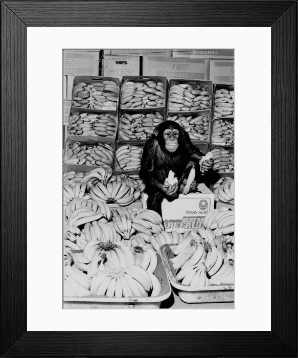 Framed Print : A Chimpanzee in paradise at Twycross Zoo. 20th February 1976 Framed Print : A Chimpanzee in paradise at Twycross Zoo. 20th February 1976