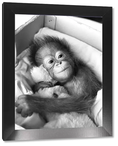 A baby Orangutan at Twycross Zoo clutching a soft toy. 28th December 1974