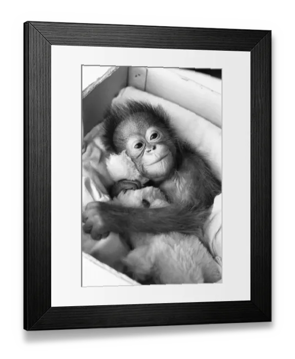 Framed Print : A baby Orangutan at Twycross Zoo clutching a soft toy. 28th December 1974 Framed Print : A baby Orangutan at Twycross Zoo clutching a soft toy. 28th December 1974