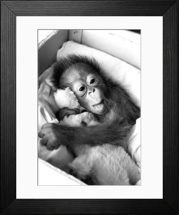 Framed Print : A baby Orangutan at Twycross Zoo clutching a soft toy. 28th December 1974