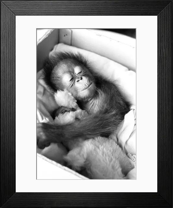 Framed Print : A baby Orangutan at Twycross Zoo clutching a soft toy. 28th December 1974
