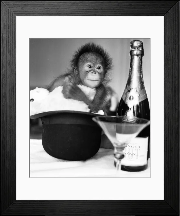 Framed Print : A baby Orangutan at Twycross Zoo beside a bottle of Bollinger Champagne Framed Print : A baby Orangutan at Twycross Zoo beside a bottle of Bollinger Champagne
