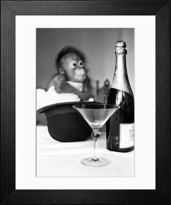 Framed Print : A baby Orangutan at Twycross Zoo beside a bottle of Bollinger Champagne Framed Print : A baby Orangutan at Twycross Zoo beside a bottle of Bollinger Champagne