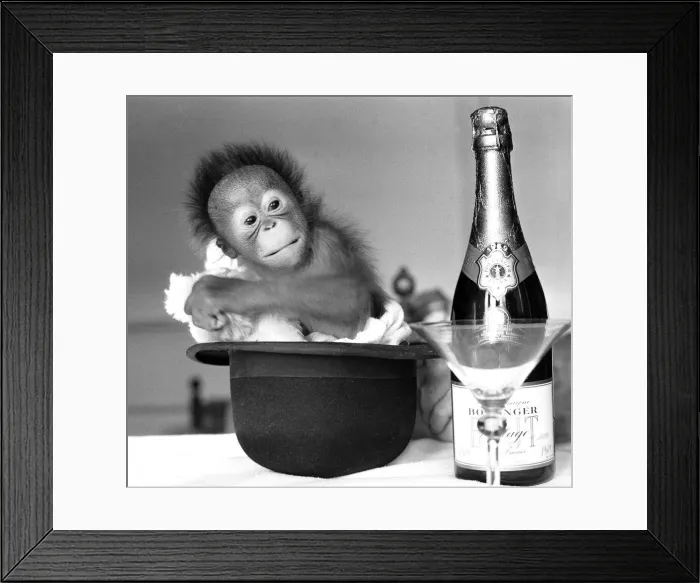 Framed Print : A baby Orangutan at Twycross Zoo beside a bottle of Bollinger Champagne