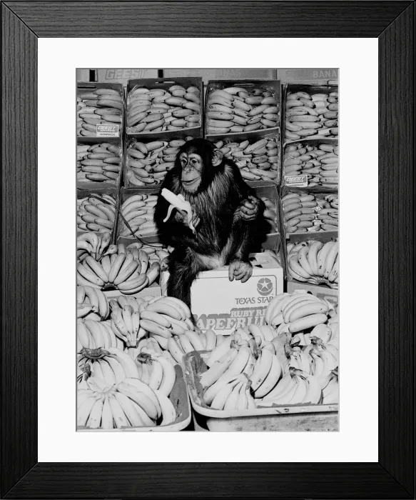 Framed Print : A Chimpanzee in paradise at Twycross Zoo. 20th February 1976